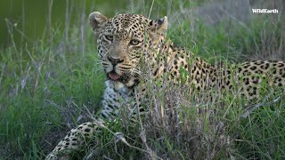 The Royal Prince Maribye - SafariLIVE Sunset - 17 November 2024