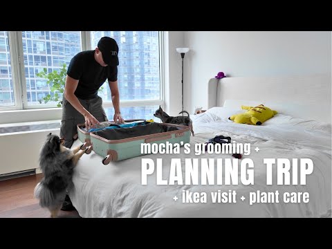 NYC Apartment Updates: IKEA visit, planning trip, mocha's grooming, plant care