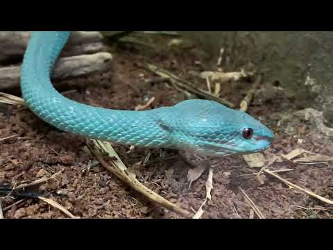 White-Lipped Island Pit Viper at Chester Zoo - 03/12/23