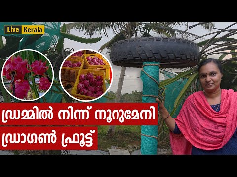 A-Z of  Dragon Fruit Farming in container/ ഡ്രമ്മിൽ നിന്ന്   നൂറുമേനി ഡ്രാഗൺ ഫ്രൂട്ട്