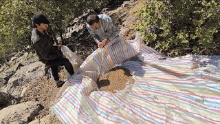 "Adventure in the heart of the mountain: mountain pistachio harvesting and the beauty of nature"