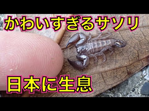 超かわいい国産サソリに刺されてみる（ヤエヤマサソリ・石垣島）