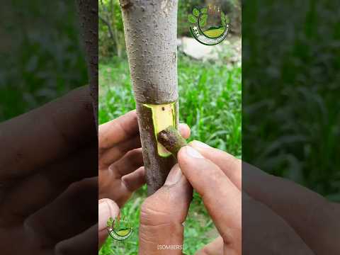 Bud grafting Tree #fruittrees