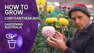 Plant Profile: How to Grow Chrysanthemums