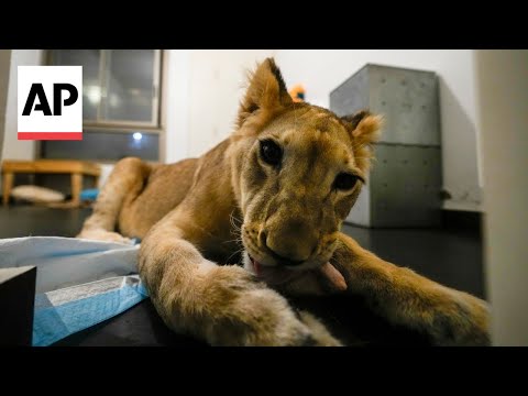 Lion cub evacuated from Lebanon to South Africa escapes airstrikes and abuse