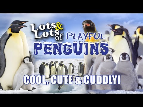 Lots of cute, cuddly and playful Penguins Galore! - where to find them