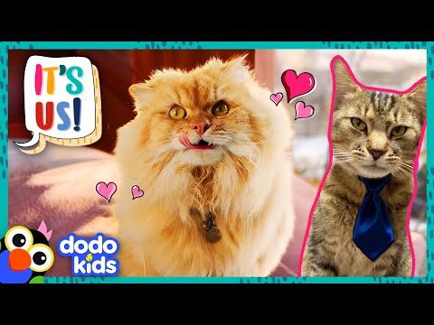 These Cute Kitties Found Families And…Jobs?! | Dodo Kids | It’s Me!