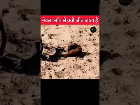 नेवला साँप से क्यों जीत जाता है  l Mongoose v/s snake l #shorts #youtubeshorts #viral #facts