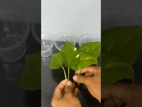 How to grow money plant/ Pothos From cuttings in water.( Fast N Easy Method).