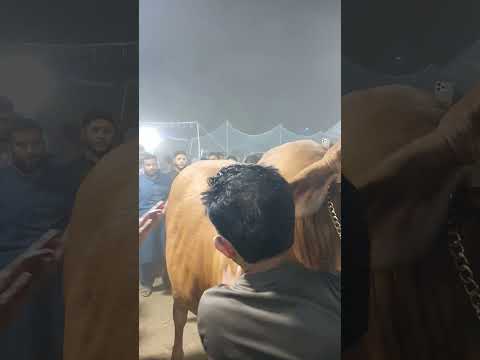 QURBANI BAKRA EID 2024 #shorts #cow #bakraeid