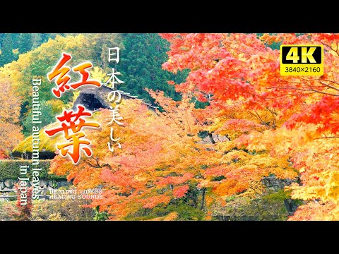 4K] Gentle soothing background music and beautiful Japanese autumn leaves (environmental sound)