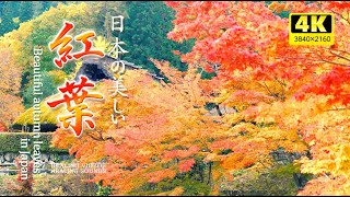 4K] Gentle soothing background music and beautiful Japanese autumn leaves (environmental sound)