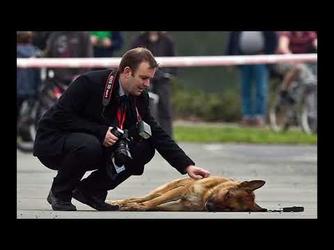 A Police Dog's Life