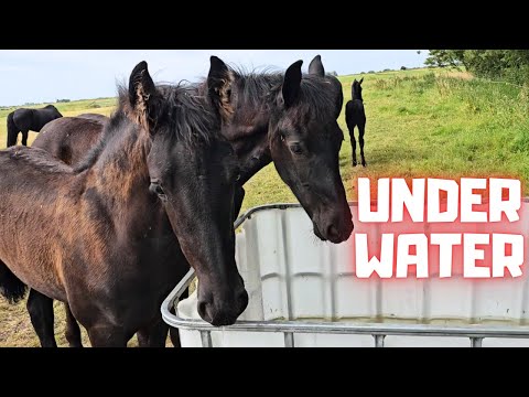 Filming underwater. I've never done this before! | Difficult to go the right stall | Friesian Horses