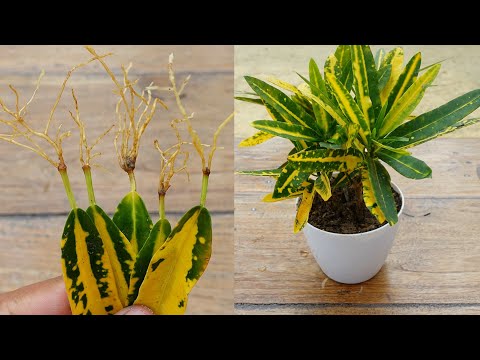 Croton plant from leaves | How to grow croton plant | Croton plant