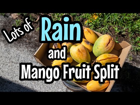 Lots of Rain and Mango Fruit Split