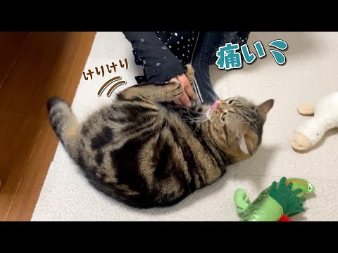 姉の足で蹴られたのが嬉しくて蹴り返しちゃう猫が可愛すぎた！笑