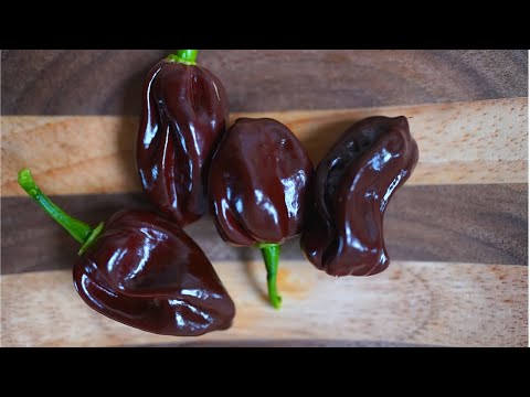 Chocolate Habanero Pepper Review 🌶️🔥