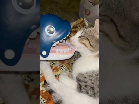 Cat loves playing with the dolphin #cute