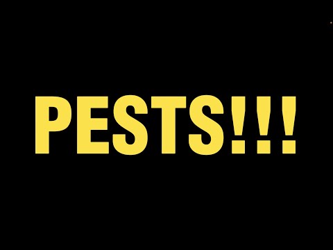 Treyyy - PESTS!!! (Video)