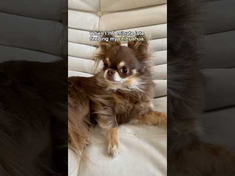 Dog Throws Tantrum for Treats 😅🚩 (CHIHUAHUA DRAMA)