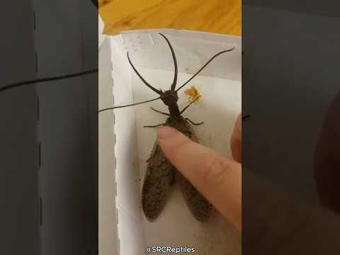 DO NOT Kill This Bizarre Insect 😨 #viral