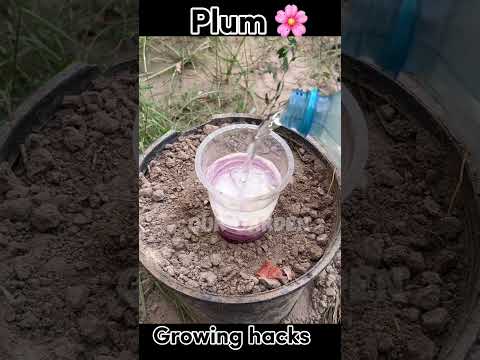 Plum growing hacks🌸🌸 #trendingvideo #youtubetrendingvideo