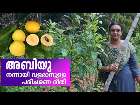 അബിയു - നന്നായി വളരാനുളള പരിചരണ രീതി/ അബിയു കൃഷി