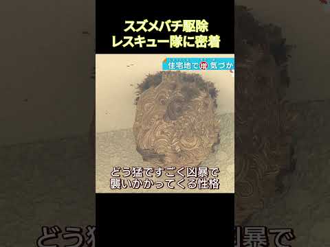 今年のスズメバチは何かが違う…猛暑で危険度アップ！危ないスズメバチ　ハンターに密着