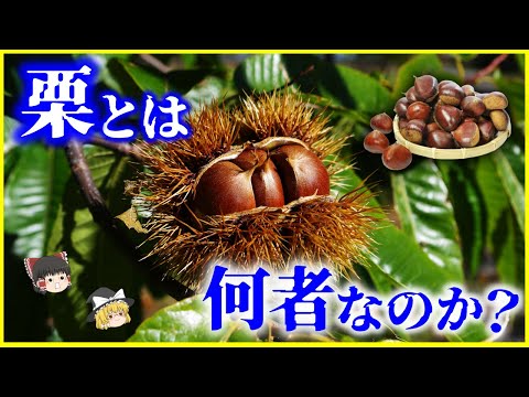 【ゆっくり解説】果物？野菜？ナッツ？「栗」とは何者なのか？を解説/栗不足？その理由とは…栗はどのように歴史の中で利用されてきたか