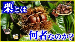 【ゆっくり解説】果物？野菜？ナッツ？「栗」とは何者なのか？を解説/栗不足？その理由とは…栗はどのように歴史の中で利用されてきたか