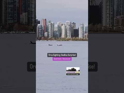 Orca Sighting on SeaBus in Downtown Vancouver - Vancouver Page