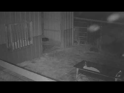 ReindeerCam Live Stream