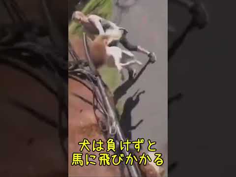 馬を襲ったピットブル、後ろ足で蹴られノックアウト　#ショート #犬