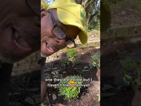 Companion planting #marigolds #companionplanting #andrethefarmer #gardeningtips #organicgardening