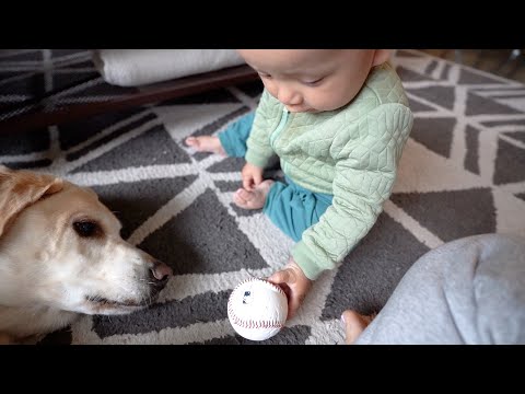 Gentle Labrador Teaches Baby Ball Skills: Heartwarming Playtime with an Adorable Duo!