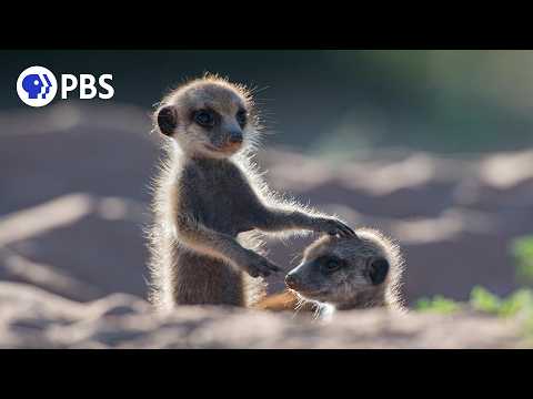 Animals with Cameras | Episode 1 | PBS Nature Documentary