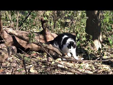 Madison and Coco in the woods