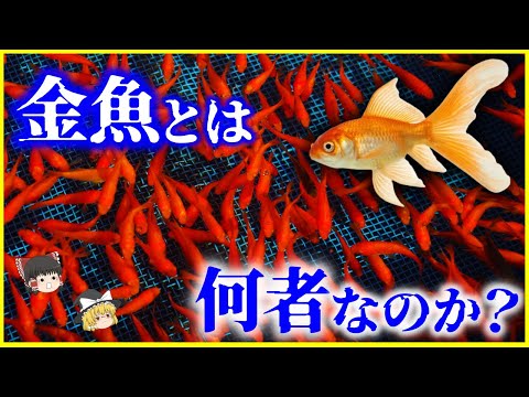 【ゆっくり解説】巨大化する遺伝子を持つ⁉️ヤバすぎる繁殖力…「金魚」とは何者なのか？を解説/自然界には存在しない魚…人類とキンギョの歴史