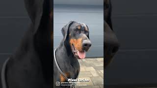 Destiny's Phoenix PIXEL ORION. #doberman #dog #europeandoberman #grarevadobermanns #fyp #bhfyp