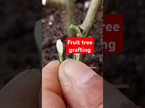 Fruit tree grafting #sambungpucuk #sambungjeruk #sambungpohonjeruk #grafting #graftingfruittrees