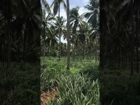 Best Intercropping for Cocoanut Farm 🌴🥥#shorts #shortvideo #farming #agriculture #coconut