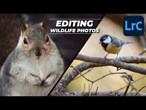 Let's Edit Some Wildlife Photos in Lightroom | Tutorial Tuesday