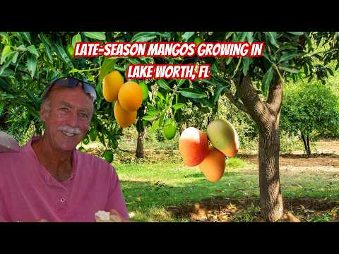 Late-Season Mangos In My Neighbors Yard UPDATE Aug 1st, 2024