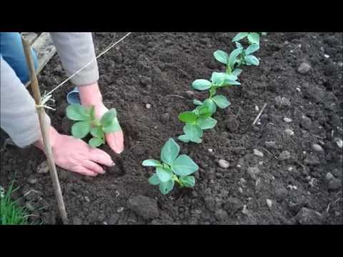 How to Grow Broad Beans