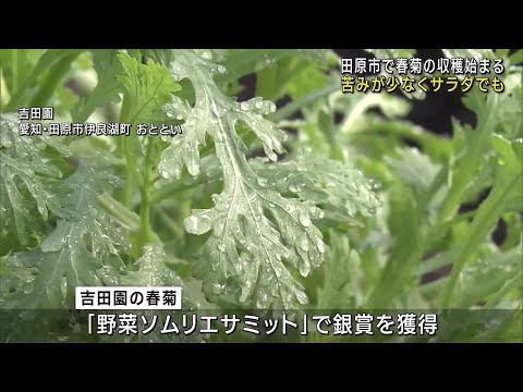 今年も春菊の収穫始まる　苦みが少なく生でサラダとしても味わえる　愛知県田原市の吉田園 (24/10/26 12:03)