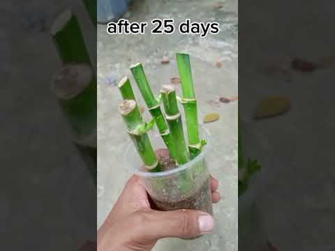 How to grow lucky bamboo plant From cutting.#shots #diy #garden