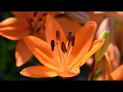 With You: gentle, romantic music & beautiful flowers in 4K (original composition)