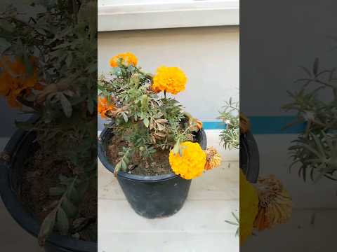 My small garden #shortvideo #shorts #short #garden #gardening