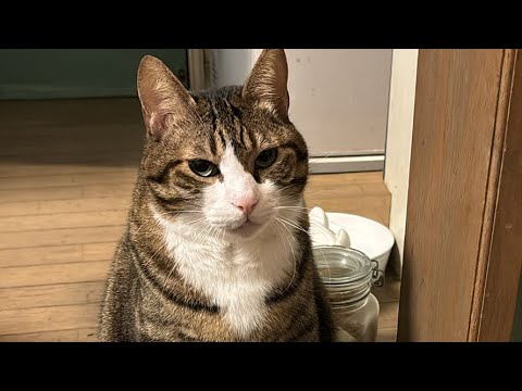 ドS猫の球太 がライブ配信中！